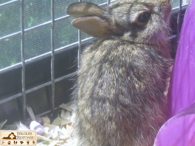 Eastern Cottontail 2